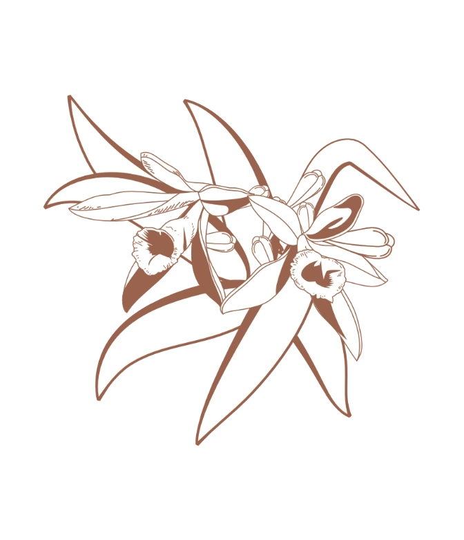 Step 3 vanilla orchid.webp (67 KB)