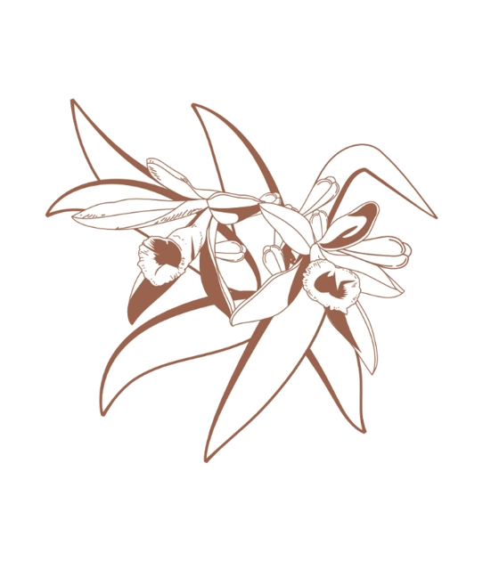 Step 3 vanilla orchid.webp (67 KB)