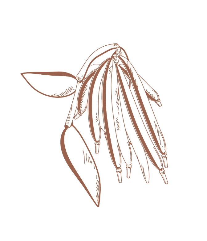 Step 4 vanilla beans.webp (72 KB)
