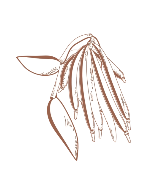 Step 4 vanilla beans.webp (72 KB)