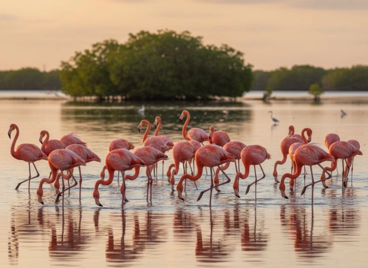 Flamingo Journal Foto (10).png (983 KB)