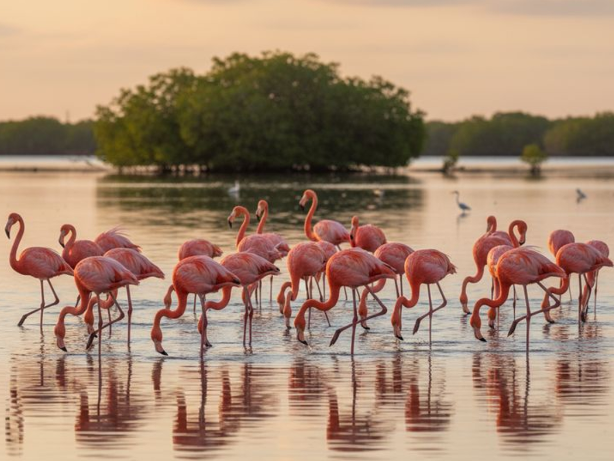 Flamingo Journal Foto (10).png (983 KB)