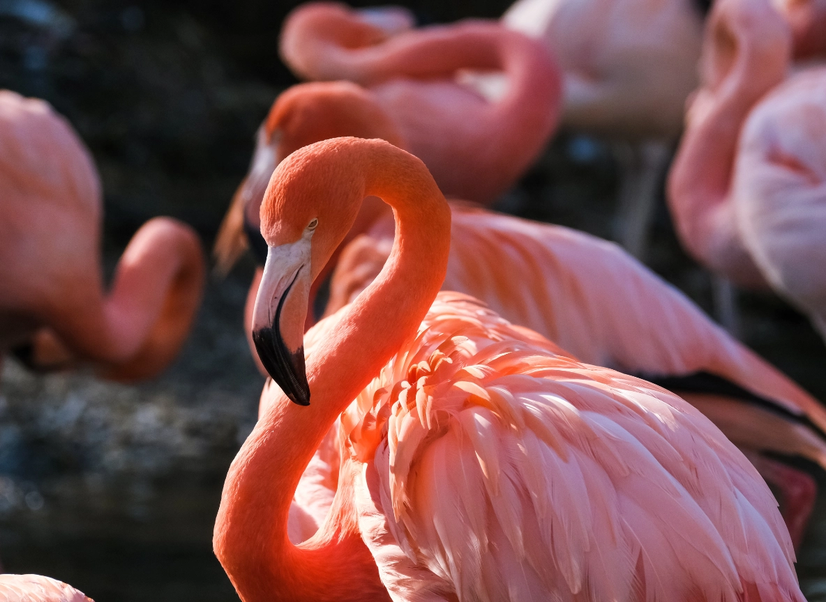 Flamingo Journal Foto.png (1) (1330 KB)