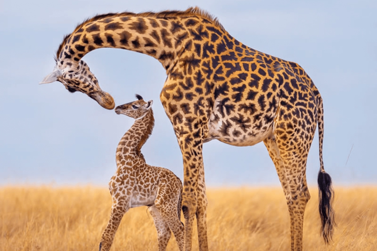 AWF-FJ-HEADER-1200x800.png (415 KB)