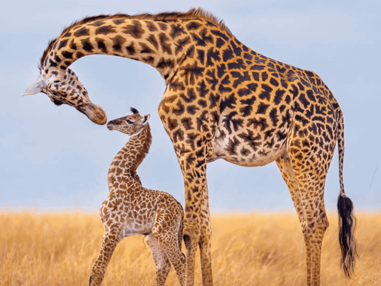AWF-FJ-HEADER-1200x800.png (415 KB)