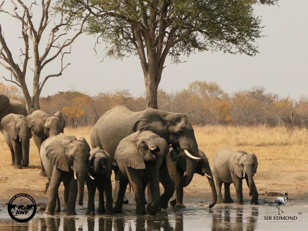 Flamingo Journal Foto.jpg (724 KB)